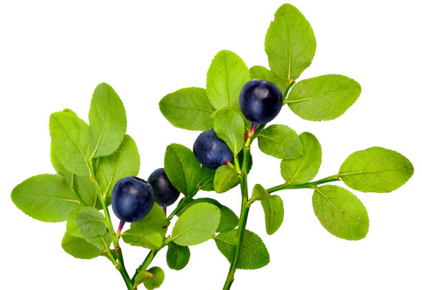istock blueberry berries on twigs with leaves isolated on a white background 1162926598