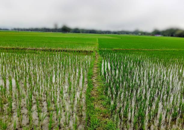 istock Rice farming in India. 1162927930