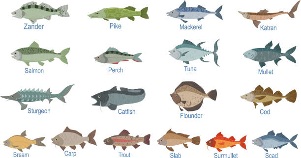 bildbanksillustrationer, clip art samt tecknat material och ikoner med flod fisk identifiering skiffer med namn - freshwater