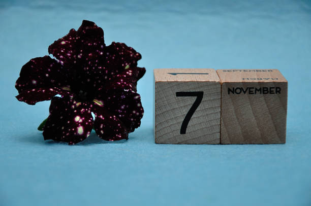 istock 7 November on wooden blocks with a purple petunia on a blue background 1162929068
