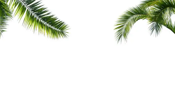 lush palm leaves isolated on white background