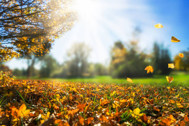 istock autumnal day in golden october 1162929529
