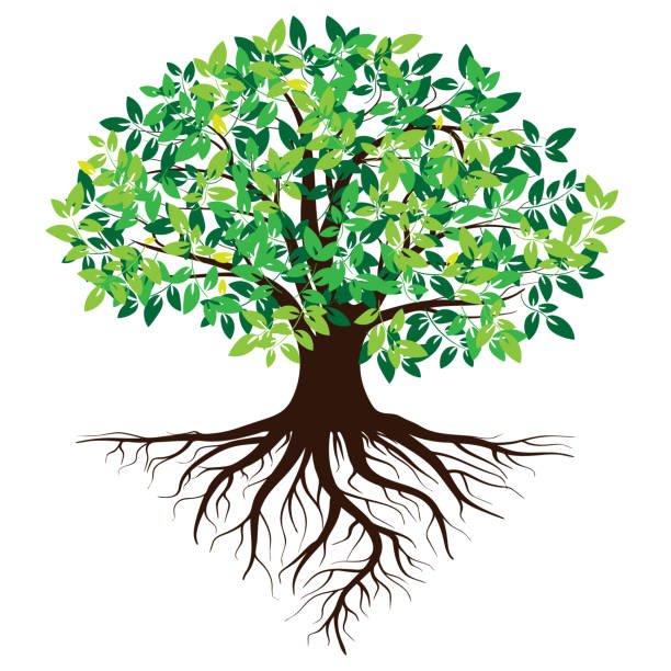 ilustraciones, imágenes clip art, dibujos animados e iconos de stock de silueta de árbol verde. aislado sobre fondo blanco. ilustración vectorial - raíz