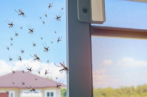 Muchos mosquitos que vuelan a la casa mientras se abrió la red de insectos photo