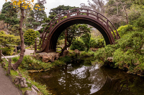 spokojne zdjęcie japońskiego ogrodu herbacianego z mostem nad małą rzeką i drzewem ginkgo. park golden gate, san francisco. - golden gate park zdjęcia i obrazy z banku zdjęć