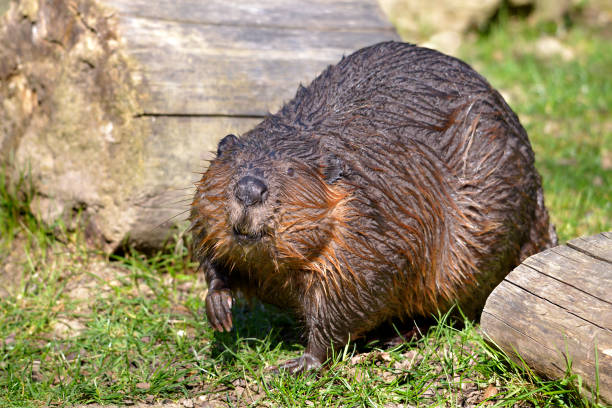 Big beaver in a river gnawing on a branch. Latvia, Riga.