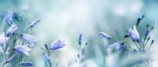 istock Lilac bellflowers on a blurred blue background 1162935735