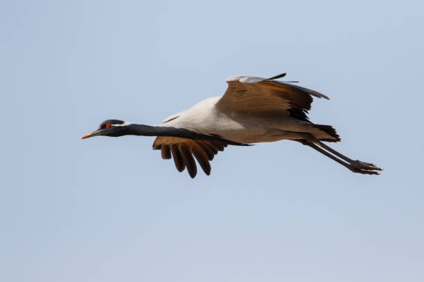istock Demoiselle Crane in Khichan in India 1162936635