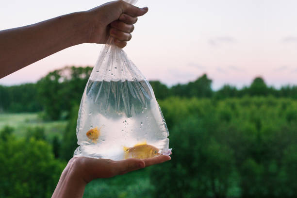 460+ Goldfish In A Plastic Bag Stock Photos, Pictures & Royalty-Free Images  - iStock