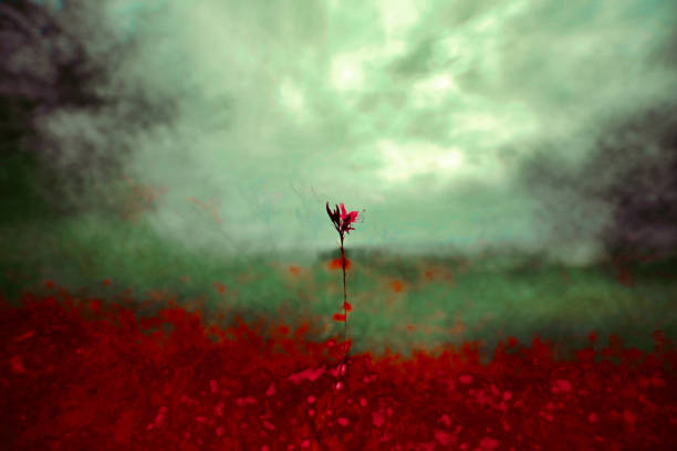 Isolated flower in a field