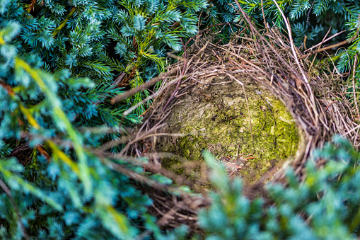 Blue Eggs Bird Nest