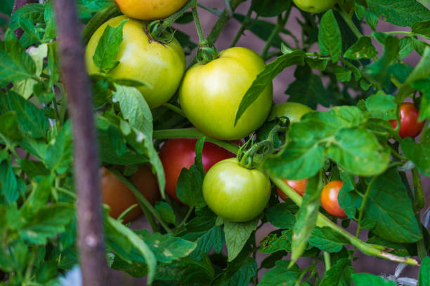 istock bunch of ripening tomatoes 1162938343
