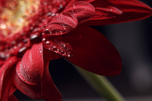 istock Beautiful natural background. Summer, spring concepts. Abstract of a red Gerber daisy macro with water droplets on the petals. Copy space. Template for design. Soft focus. Macro shot 1162938429