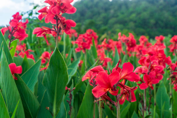 istock Flower of an thailand shot (tak thailand) 1162938646