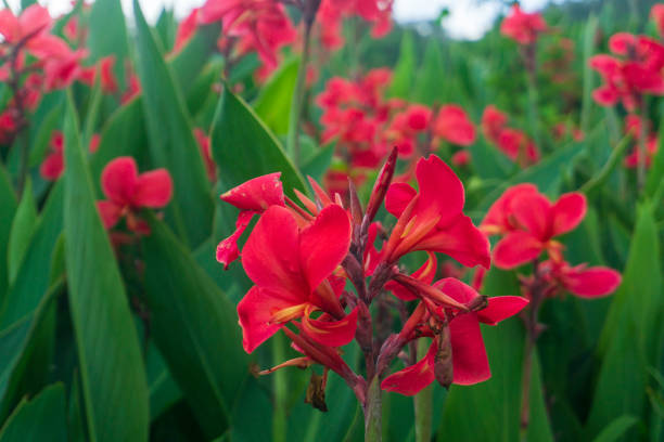 istock Flower of an thailand shot (tak thailand) 1162938695
