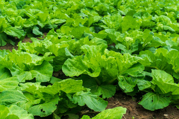 istock Chinese cabbage is grown in a fully grown vegetable plot,Cabbage,Chinese cabbage of plant on mountain,Thailand. 1162938769