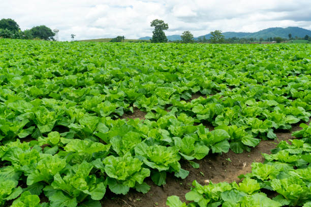istock Chinese cabbage is grown in a fully grown vegetable plot,Cabbage,Chinese cabbage of plant on mountain,Thailand. 1162938908