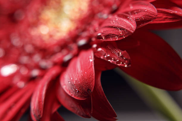 istock Beautiful natural background. Summer, spring concepts. Big beautiful water drops on fresh red Gerber flower on dark background. Copy space. Template for design. Soft focus. Macro shot 1162939739