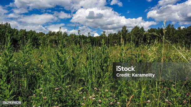 Beautiful Green High Lugana Trees And Forest Background Sunny Summer Day In Natural Colors Meadow And Forest Flowers Thickets Stock Photo - Download Image Now