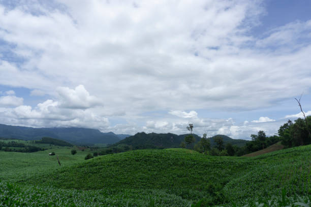 istock Corn fields growing in the mountains in the rainy season 1162939901