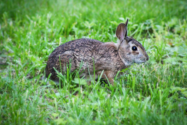istock furry rabbit eating green grass in the summer 1162940993