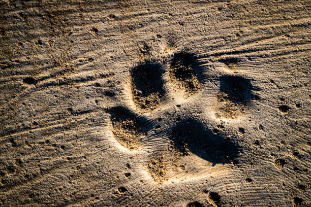 étapes et empreintes de pas de chien sur la terre - animal track photos photos et images de collection
