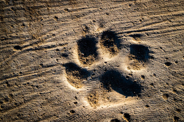 dog steps and footprints on earth - paw print animal track footprint beach imagens e fotografias de stock