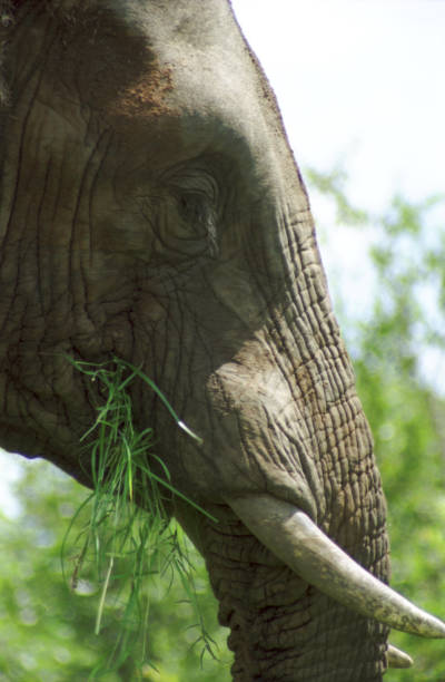 istock Elephant eating grass, South Africa 1162943446