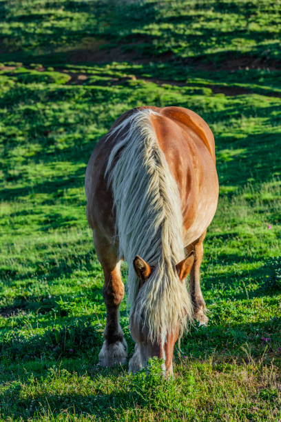 istock Haflinger Horse Col d'Aubisque in the French Pyrenees 1162944457