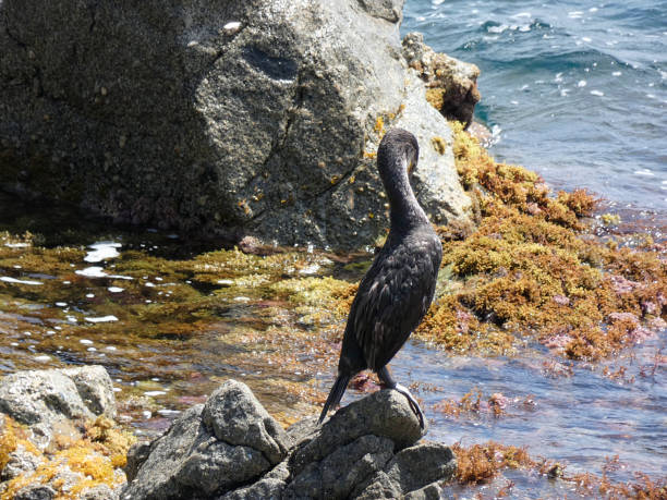 istock Seabird fisherman 1162945288