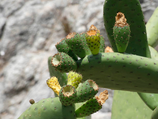 istock Prickly Pear Cactus and its Prickly Pears 1162945402