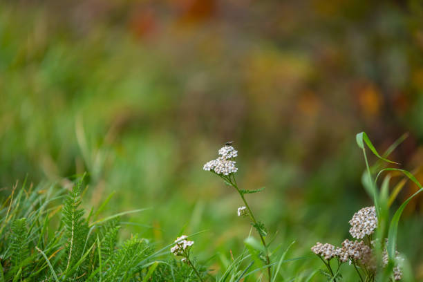 istock Focus on nature Flowers, leaves and stems 1162945526