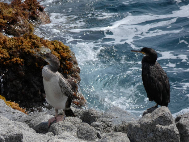 istock Fisherman seabird on a sea rock 1162945614
