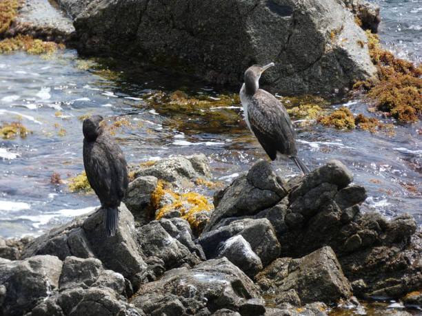 istock Fisherman seabird on a sea rock 1162945713