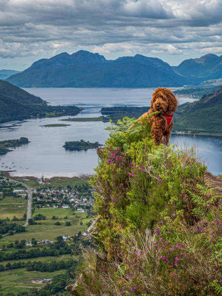 cucciolo di cacatua sulle colline sopra glencoe - munros foto e immagini stock