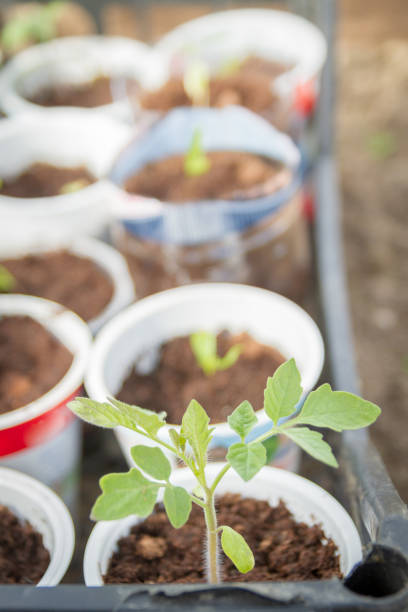 istock Young seedlings sprouted in a glass in early spring 1162947020