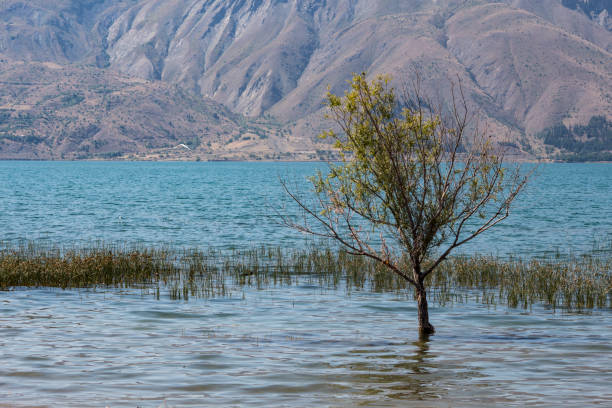 istock Bush background on the lake 1162949550