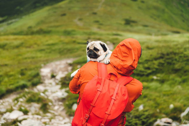 Man backpacker holding dog and hiking in the mountains Young man in red jacket and backpack holding his cute fluffy small pug because he's tired and hiking in Carpathian Mountains, Ukraine man walking a pug dog stock pictures, royalty-free photos & images