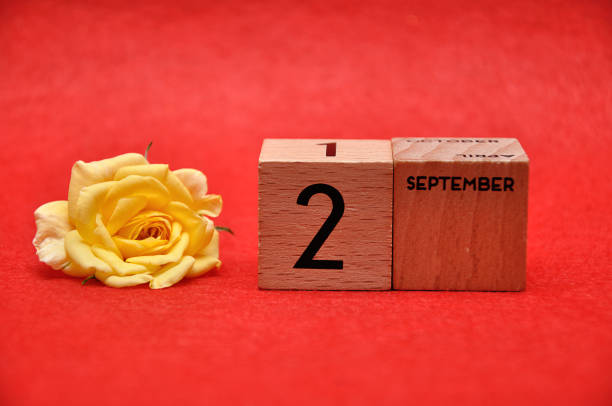 istock 2 September on wooden blocks with a yellow rose on a red background 1162952391