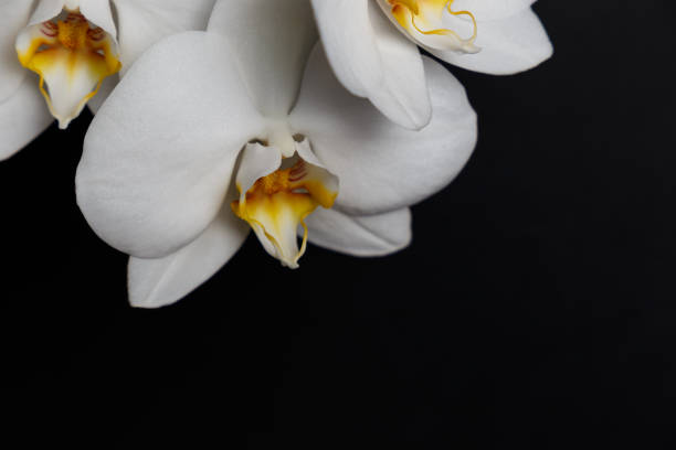 istock White orchid flower on a black background, space for a text, flat lay. 1162953711