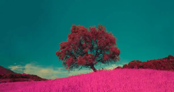 Photo of Isolated tree on filed, teal and pink palette