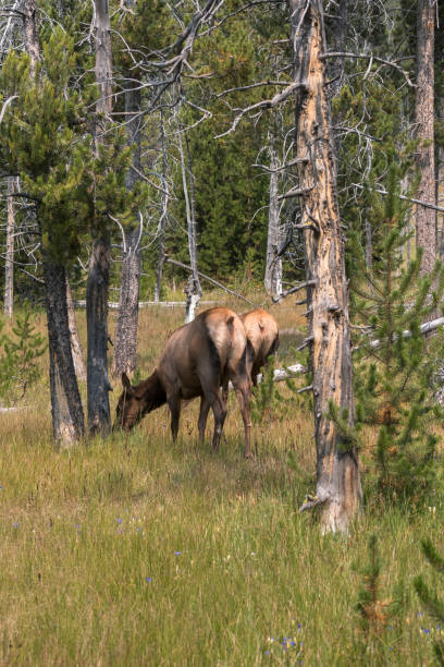 istock deer in Yellowstone National Park 1162955758