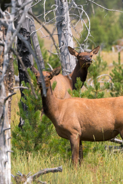 istock deer in Yellowstone National Park 1162955763