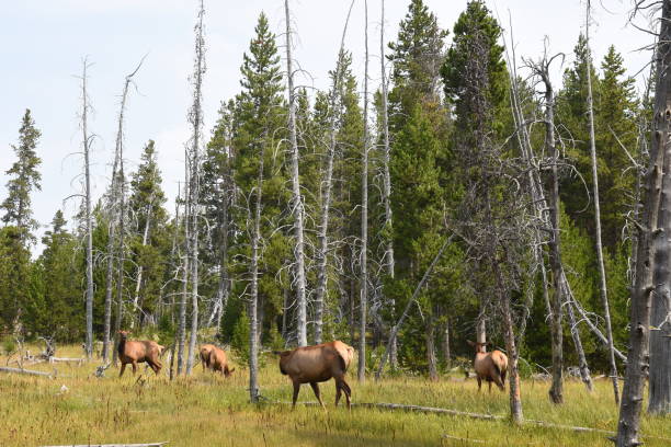 istock deer in Yellowstone National Park 1162955824