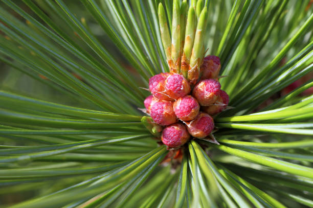 Pinus sibirica. Needles and flowering of Siberian pine Pinus sibirica. Male pine cone Siberian close-up siberia summer stock pictures, royalty-free photos & images