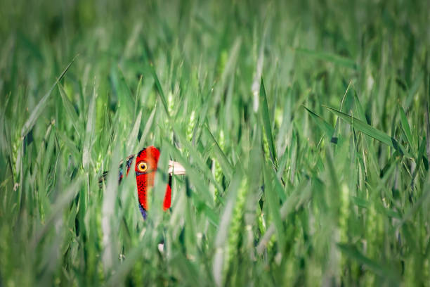 Common ringneck pheasant in wheat field.