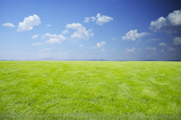 istock Natural background with fresh green grass and blue sky, summer landscape 1162957135