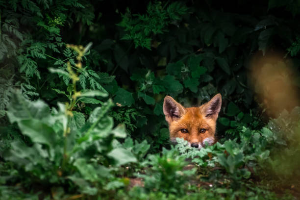 istock Red fox cub. European wildlife. 1162957223