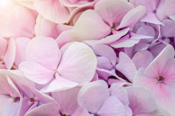 istock Pink flowers of hydrangea close up. 1162959063