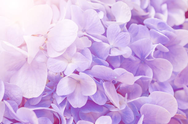 istock Pink flowers of hydrangea close up. 1162959741